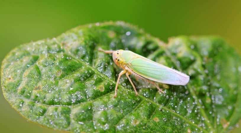 leafhopper