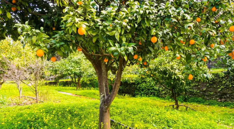 orange tree