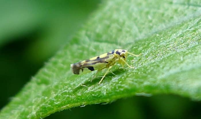 potato leafhopper