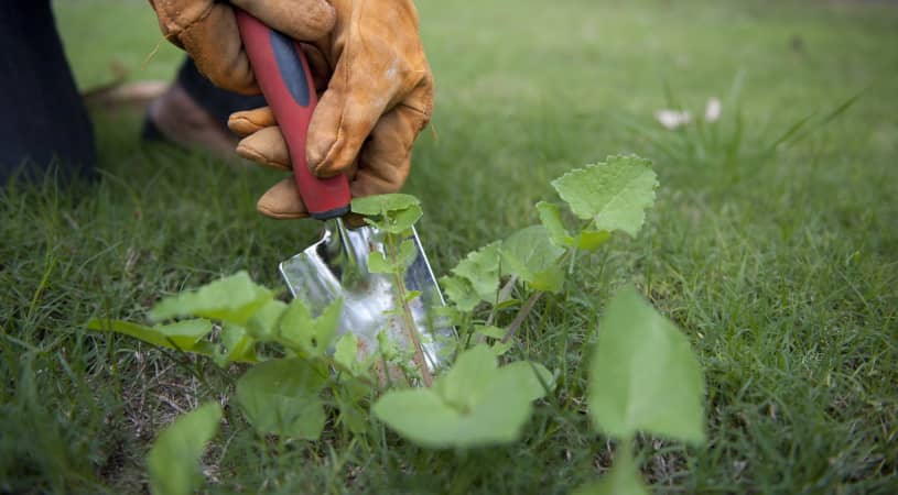 weeding the lawn