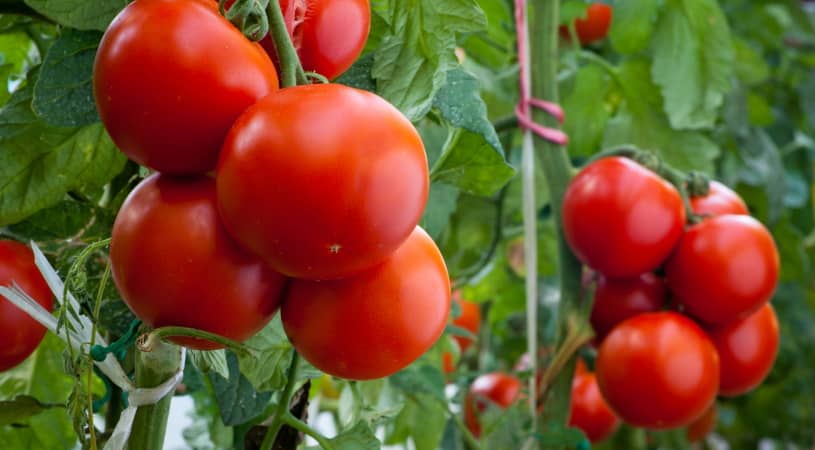 tomatoes on the vine