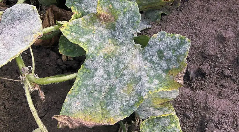 Why Are My Cucumber Leaves Turning White?