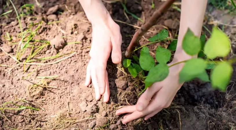 Weed tree sapling