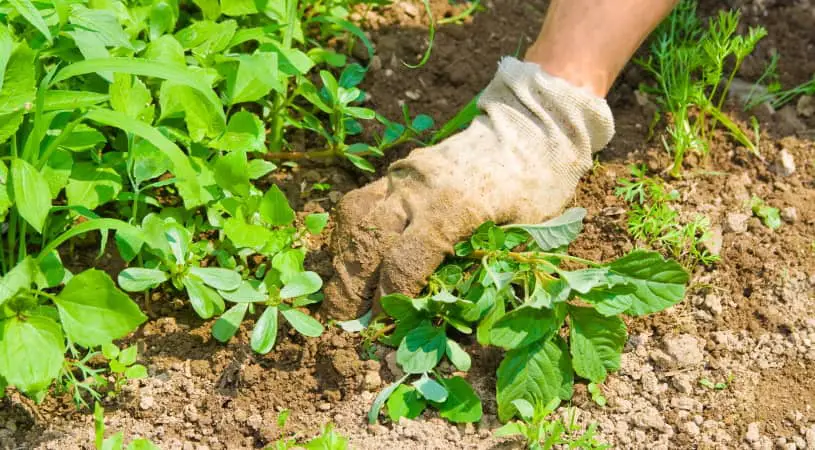 weeds in hand