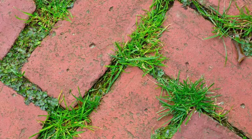 weeds between pavers