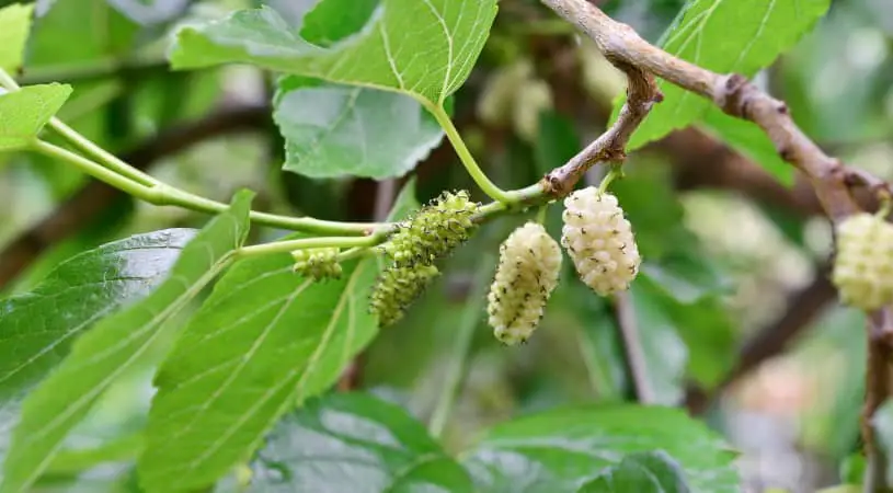 witte moerbei