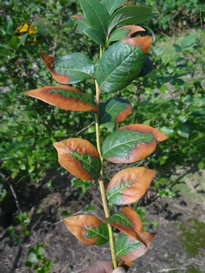 Leaf scorch