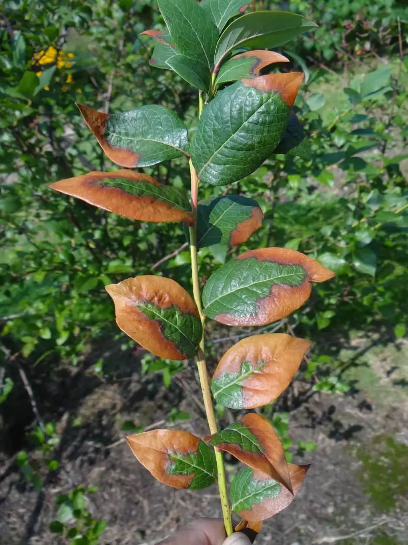 strawberry leaf scorch