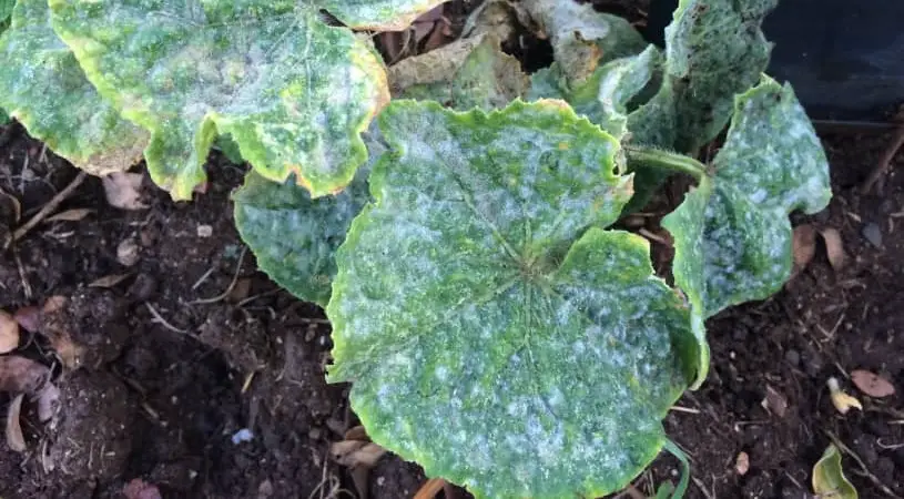 Why Do My Cucumber Leaves Feel Crispy?