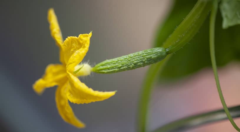 How To Tell If Cucumber Is Pollinated [complete Guide]