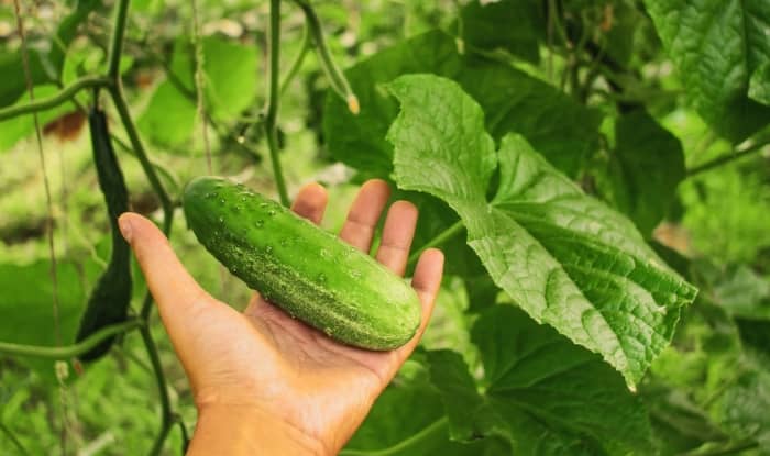 Holding pickling cucumbers