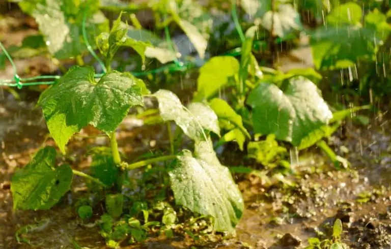 Overwatered Cucumber Plants: The Problems & What To Do