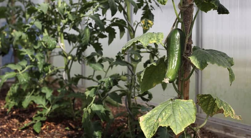 cucumber plants