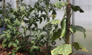 Cucumber plants wilting after transplant
