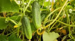 Why Are My Cucumber Plants Wilting And Dying?