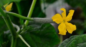 How to tell if cucumber is pollinated