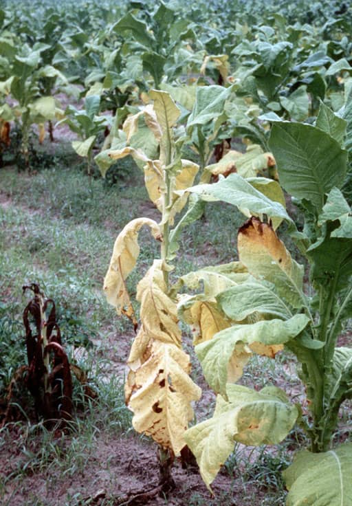 Fusarium wilt tobacco plant