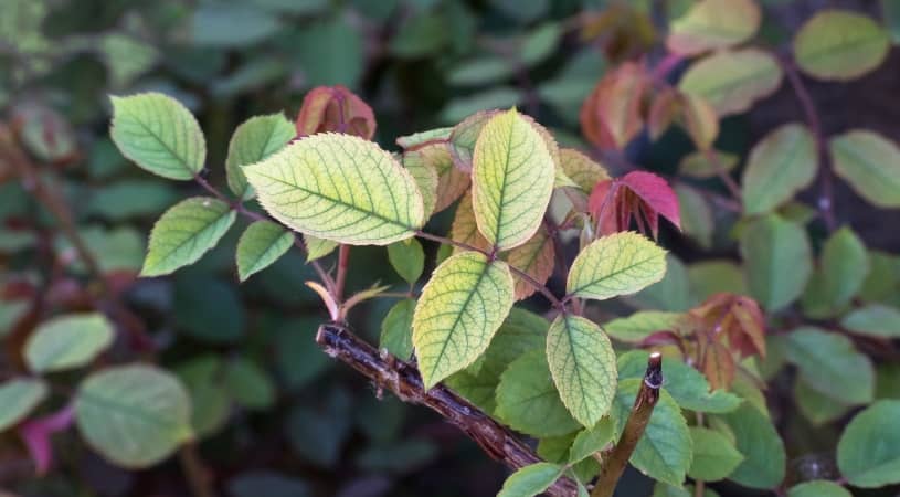 Iron deficiency