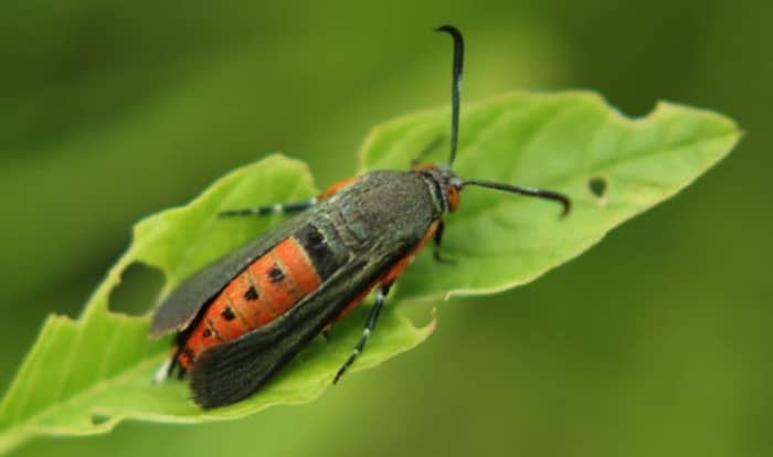 Squash Vine Borer