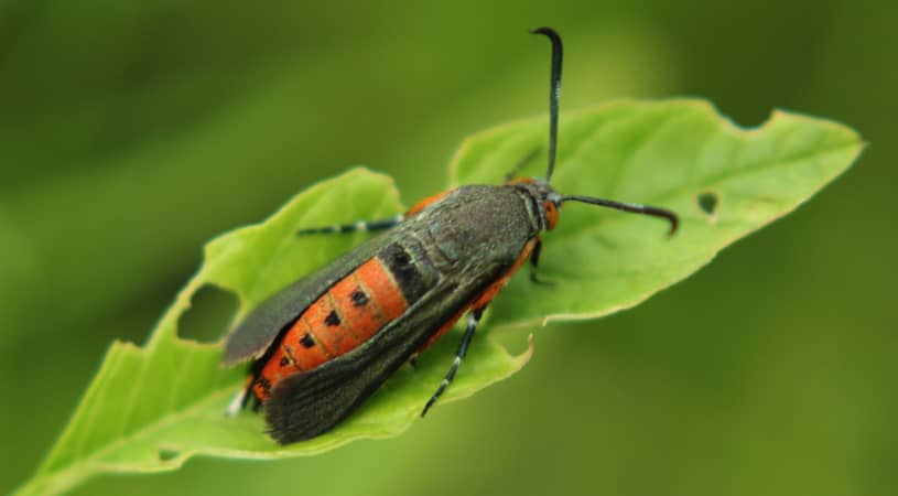 Squash Vine Borer