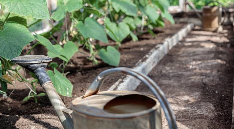 Overwatered Cucumber Plants: The Problems & What To Do