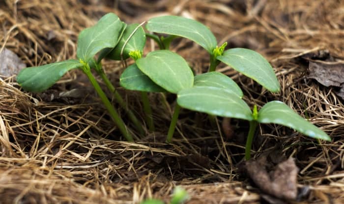 Cucumber seedlings