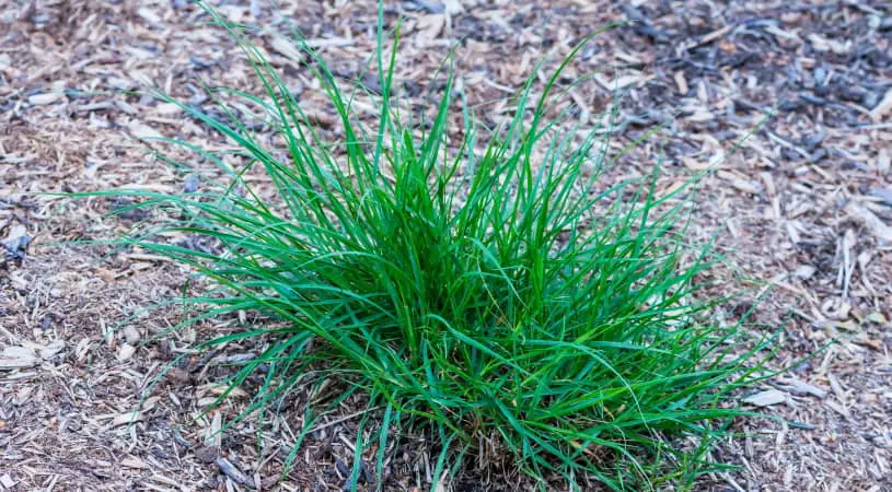 crabgrass