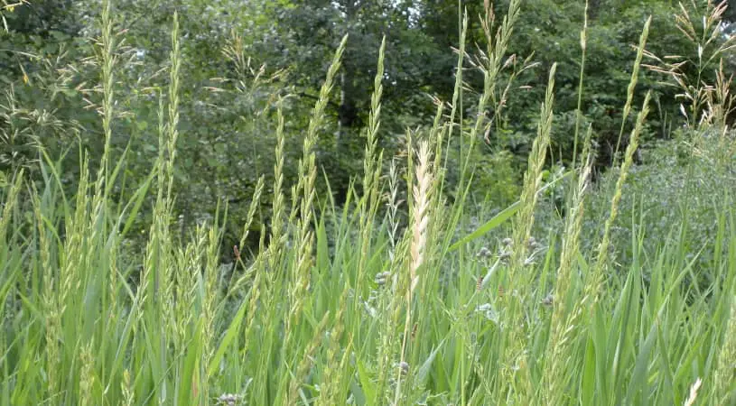Quackgrass