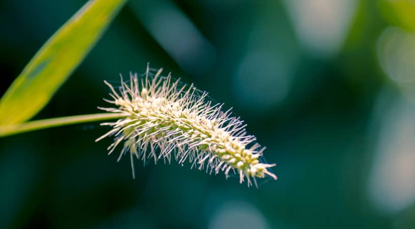 Green Foxtail
