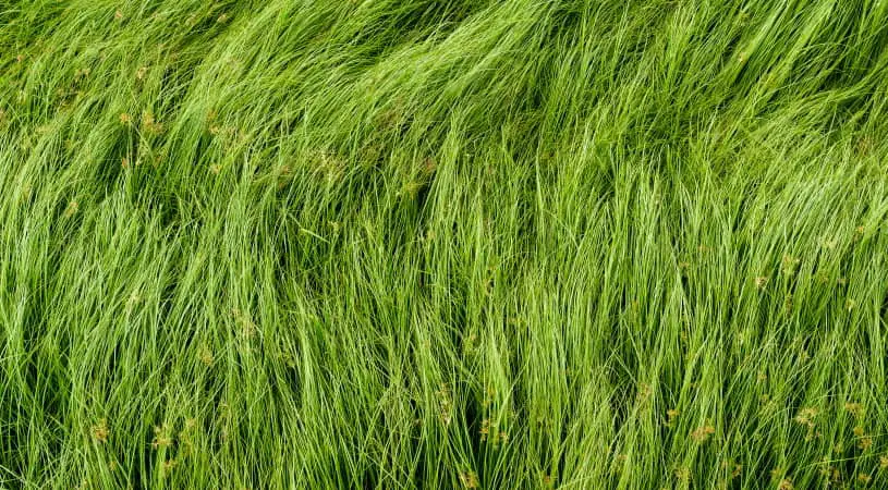 how to kill nutgrass
