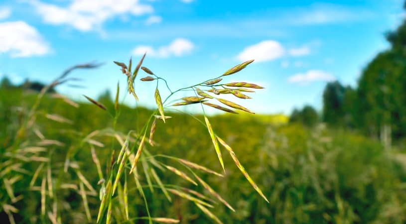 Smooth Brome Grass