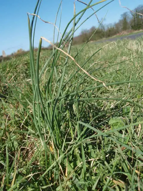 Wild onion