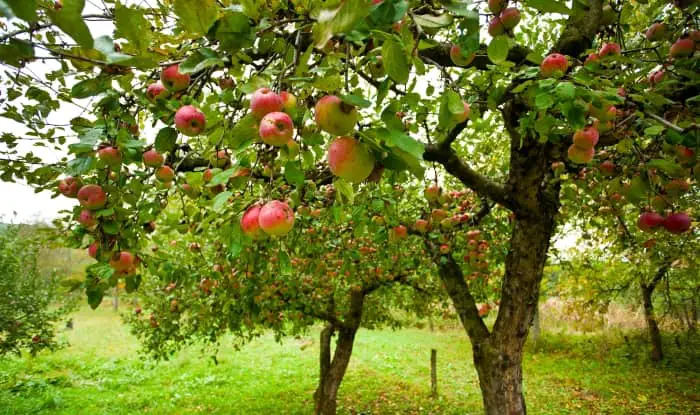 The best fertilizer for fruit trees