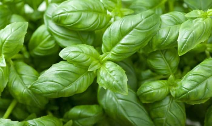 basil leaves