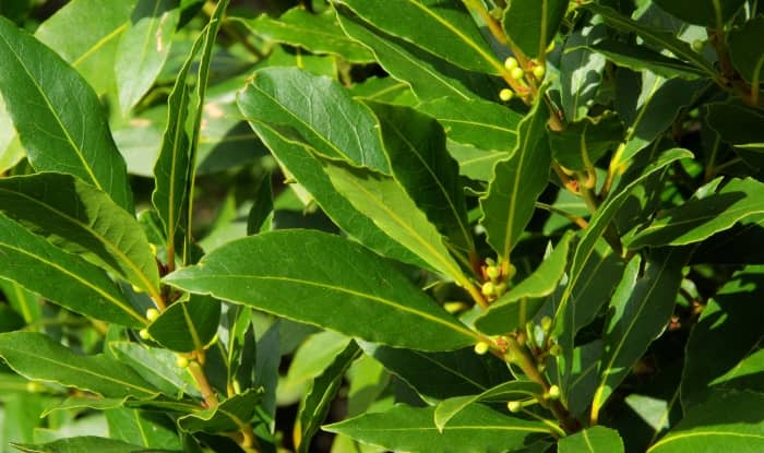 bay leaves