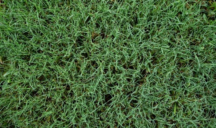 The best weed killer for bermuda grass