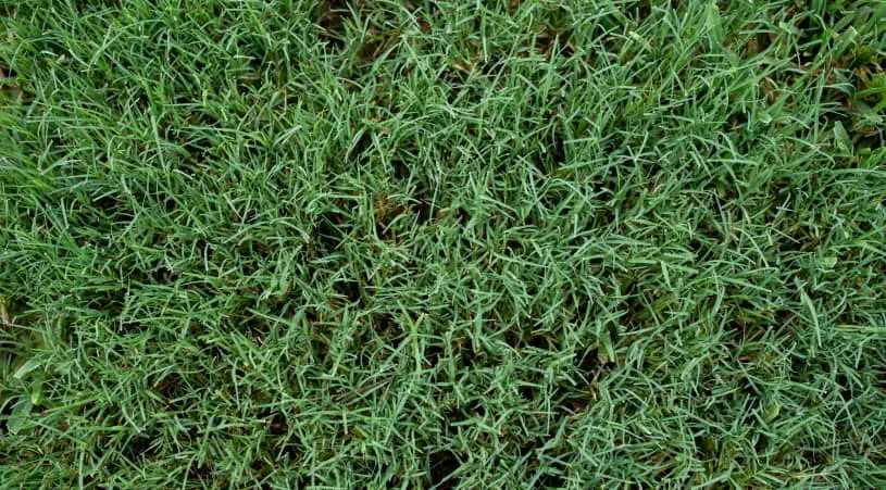 The 7 Best Weed Killers For Bermuda Grass Lawns In