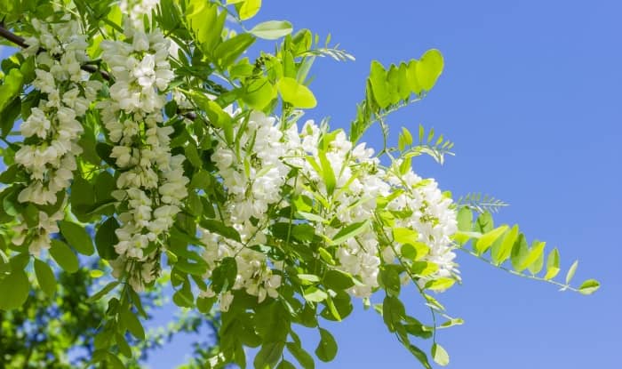 Black Locust