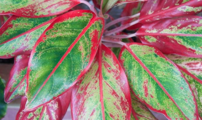 Chinese Evergreen