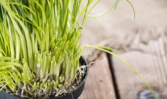 Chives in container