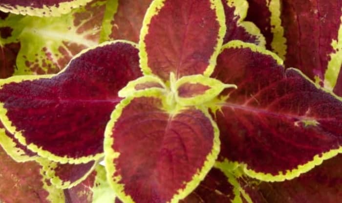 Coleus