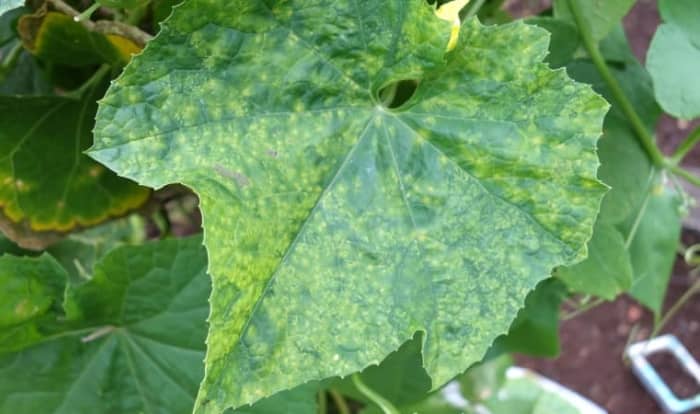 cucumber mosaic virus