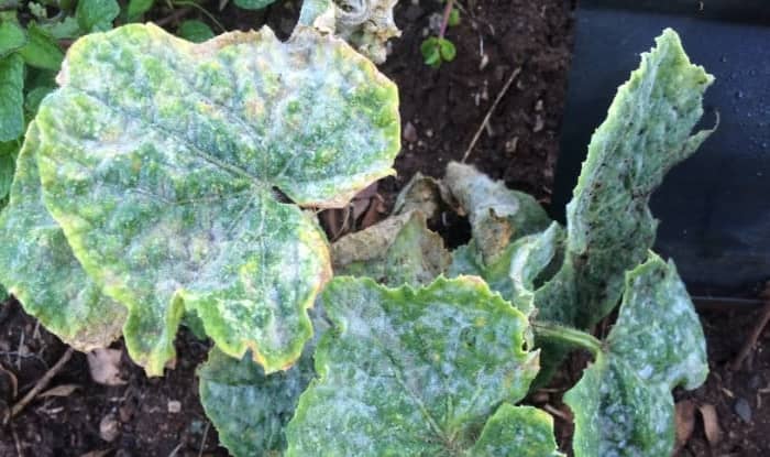 Cucumber Powdery Mildew On Leaves