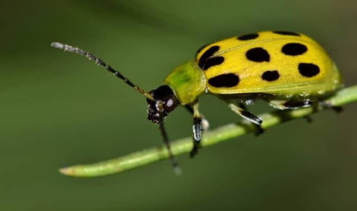 Cucumber beetle