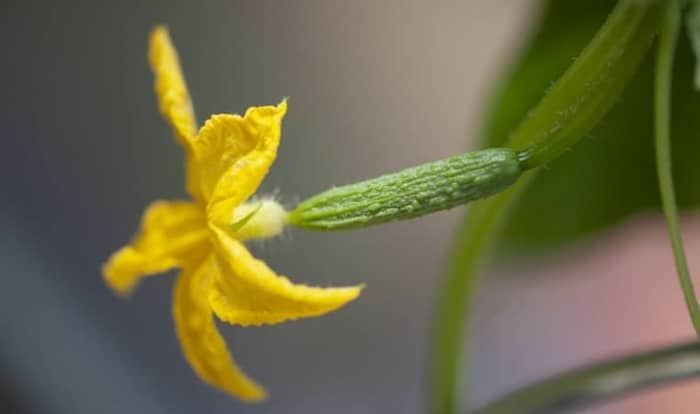 Cucumber flowers