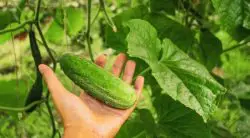 The Best Fertilizer For Cucumbers