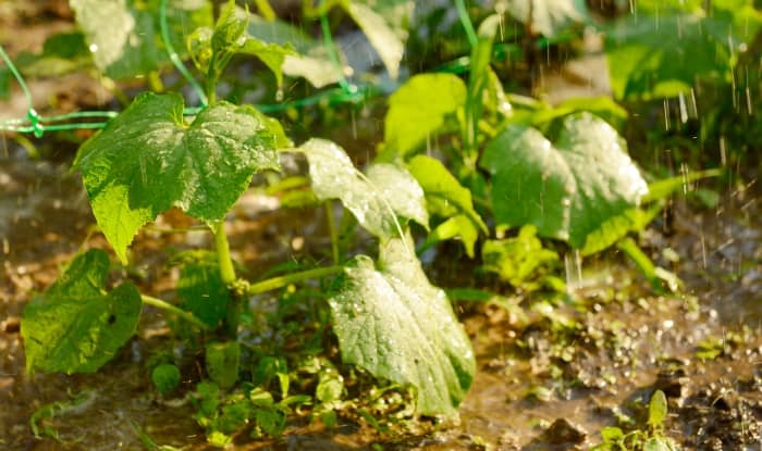 cucumber plants being watered