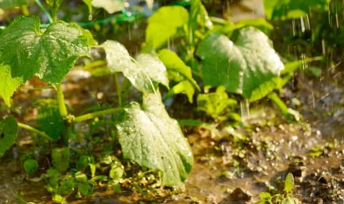 cucumber plants being watered