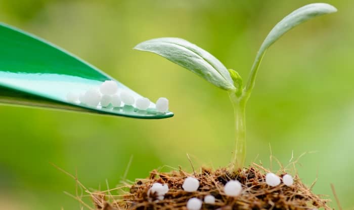 Fertilizer added to new cucumber plant