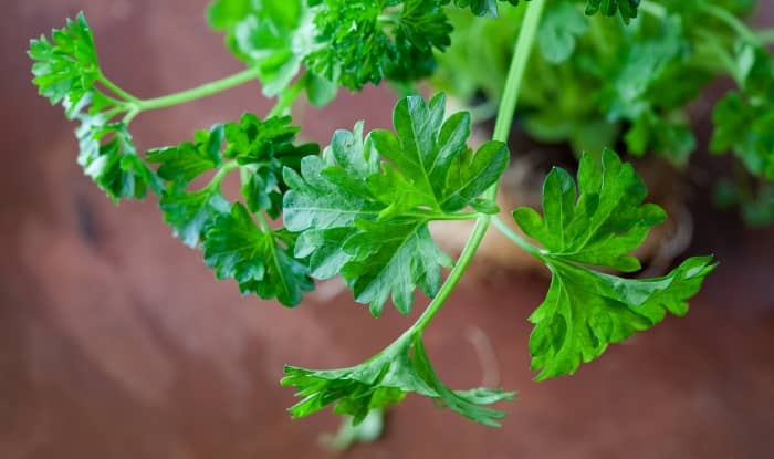 Fresh Parsley